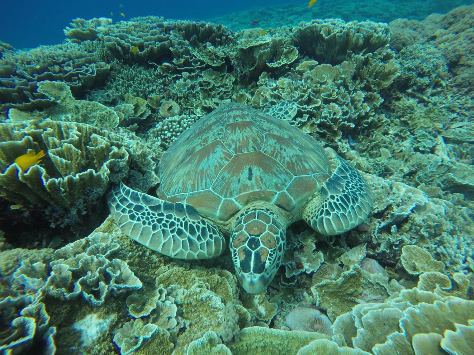 Fantastic Cottages Gili Meno Værelse billede
